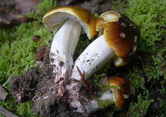 Tricholoma clavocystis